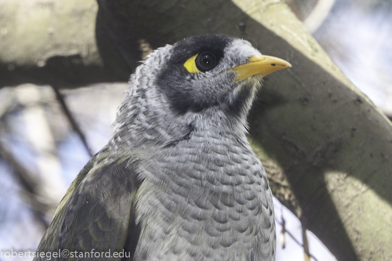 noisy miner